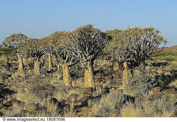 Köcherbäume (Aloe dichotoma) oder Kokerbooms im frühen Morgenlicht  Keetmanshoop  Karas Region  Namibia  Afrika