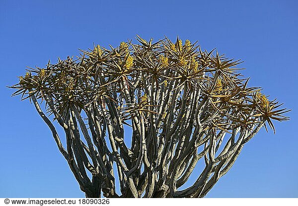 Köcherbäume (Aloe dichotoma) oder Kokerbooms im frühen Morgenlicht  Keetmanshoop  Karas Region  Namibia  Afrika