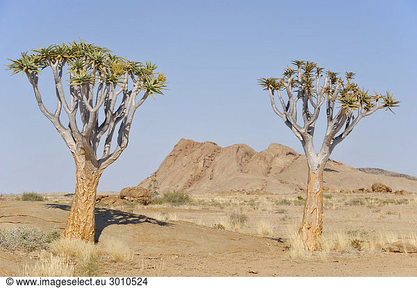Köcherbäume (Aloe dichotoma) vor der Blutkuppe im Namib-Naukluft-Nationalpark  Namibia  Afrika