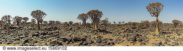 Köcherbäume (Aloidendron dichotomum) im Köcherbaumwald auf der Gariganus-Farm bei Keetmanshoop; Namibia