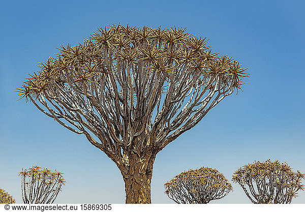 Köcherbäume (Aloidendron dichotomum) im Köcherbaumwald Gariganus-Farm nahe Keetmanshoop; Namibia