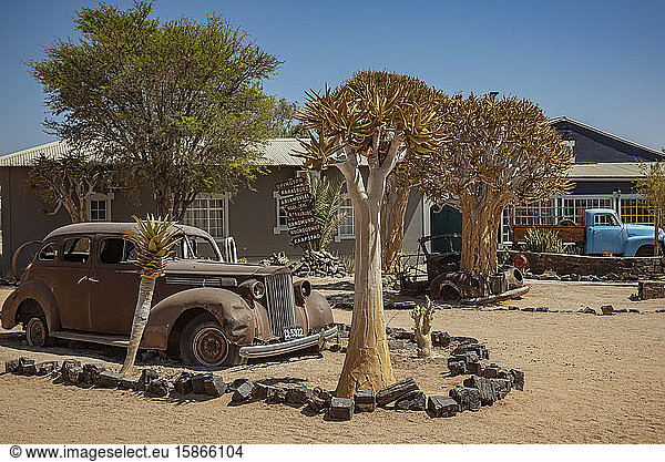 Köcherbäume (Aloidendron dichotomum) und ein Oldtimer am Gondwana Canyon Roadhouse  Fish River Canyon; Namibia