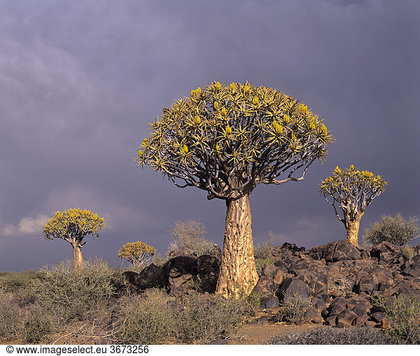 Köcherbäume bei Keetmanshoop - Namibia