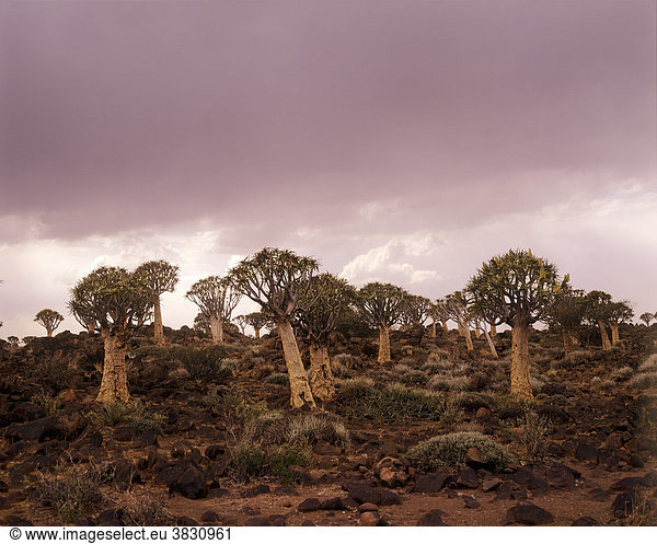 Köcherbäume bei Keetmanshoop - Namibia