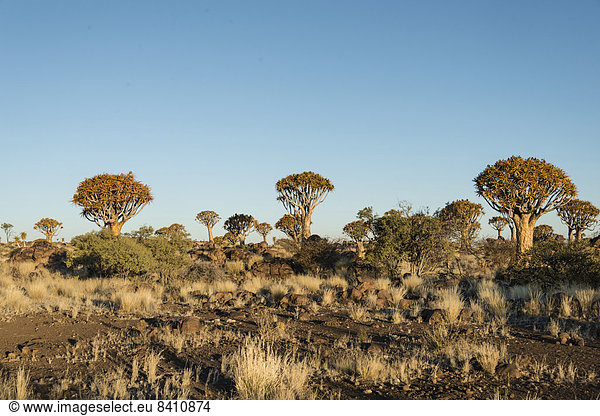Köcherbäume oder Kokerbäume (Aloe dichotoma),  bei Keetmanshoop,  Namibia