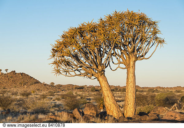 Köcherbäume oder Kokerbäume (Aloe dichotoma), bei Keetmanshoop, Namibia