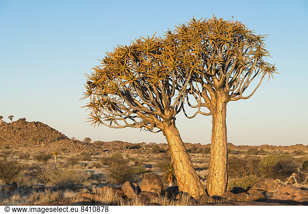 Köcherbäume oder Kokerbäume (Aloe dichotoma)  bei Keetmanshoop  Namibia