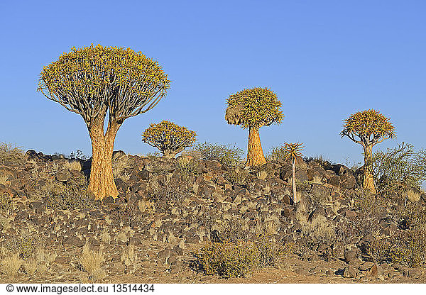 Köcherbäume oder Kokerbooms (Aloe dichotoma),  Keetmanshoop,  Karas Region,  Namibia,  Afrika