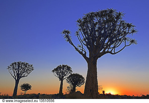 Köcherbäume oder Kokerbooms (Aloe dichotoma) bei Sonnenaufgang,  Keetmanshoop,  Karas Region,  Namibia,  Afrika