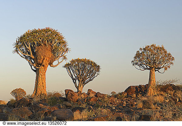 Köcherbäume oder Kokerbooms (Aloe dichotoma) im frühen Morgenlicht,  Keetmanshoop,  Karas Region,  Namibia,  Afrika