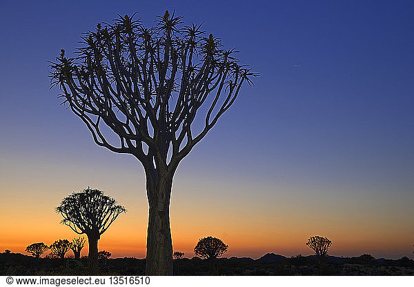 Köcherbäume oder Kokerbooms (Aloe dichotoma) bei Sonnenuntergang Keetmanshoop Karas Region Namibia Afrika