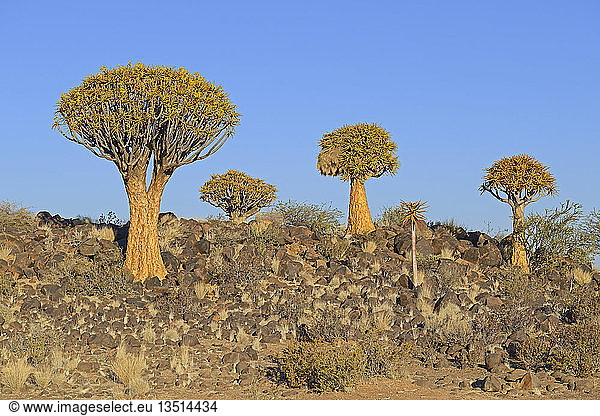 Köcherbäume oder Kokerbooms (Aloe dichotoma) Keetmanshoop Karas Region Namibia Afrika