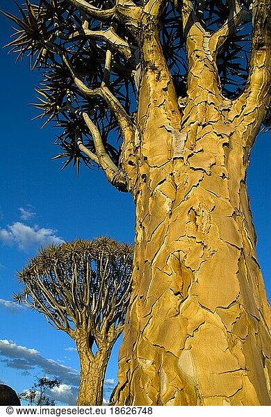 Köcherbäume  Rinde  Keetmanshoop  Namibia  Köcherbaum  Afrika