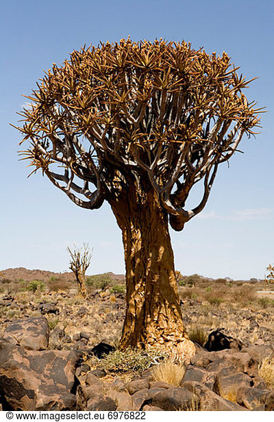Köcherbaum,  Aloe Dichotoma , Namibia , Keetmanshoop