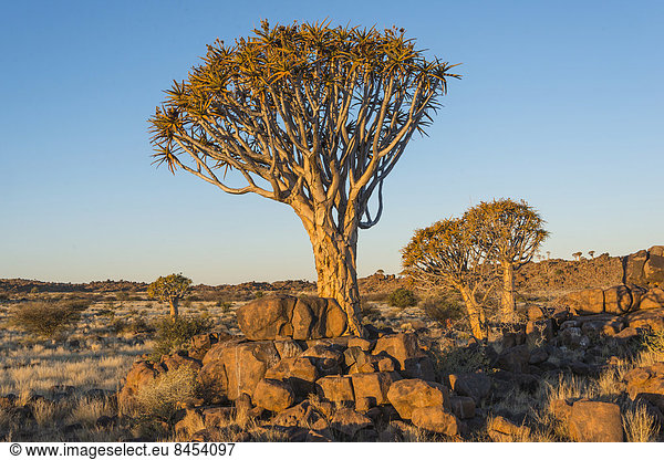 Köcherbaum (Aloe dichotoma),  bei Keetmanshoop,  Namibia