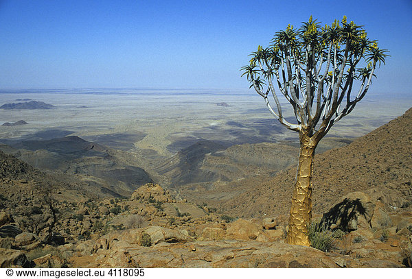 Köcherbaum (Aloe dichotoma),  Brandberg,  Namibia,  Afrika