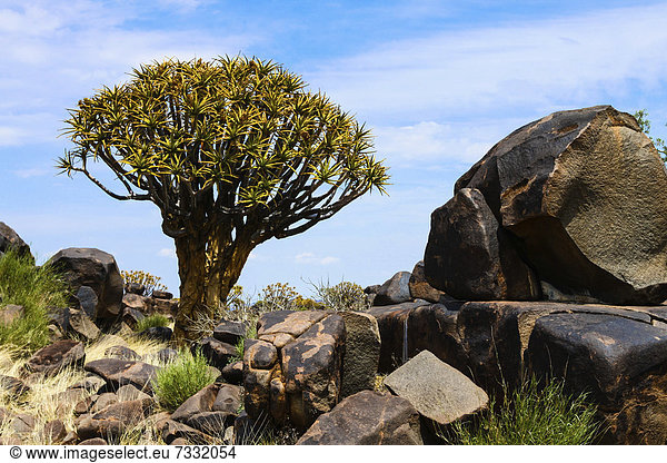 Köcherbaum (Aloe dichotoma), Köcherbaumwald, Keetmanshoop, Namibia, Afrika