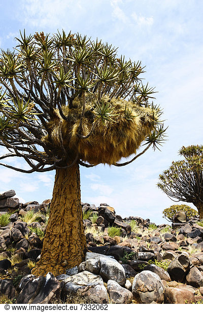 Köcherbaum (Aloe dichotoma),  Köcherbaumwald,  Keetmanshoop,  Namibia,  Afrika