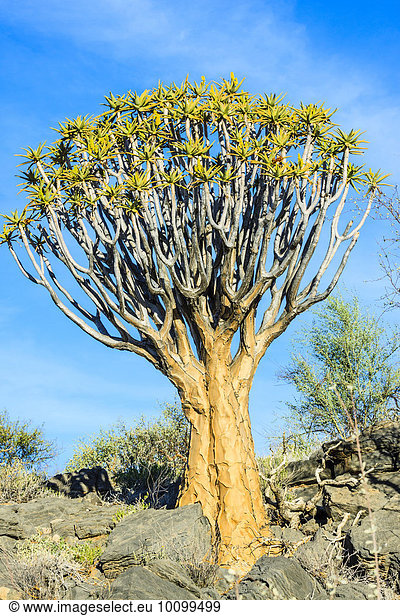 Köcherbaum (Aloe dichotoma),  Köcherbaumwald,  Naukluft,  Namibia,  Afrika