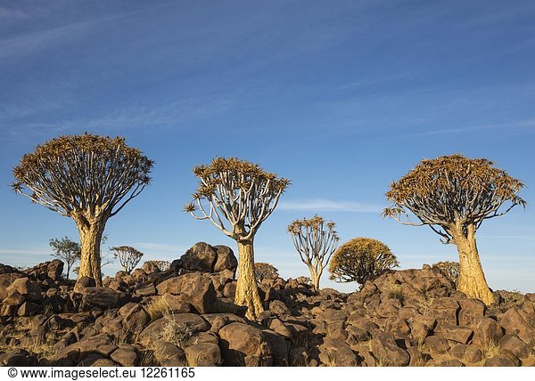 Köcherbaum (Aloe dichotoma),  Köcherbaumwald bei Keetmanshoop,  Namibia,  Afrika