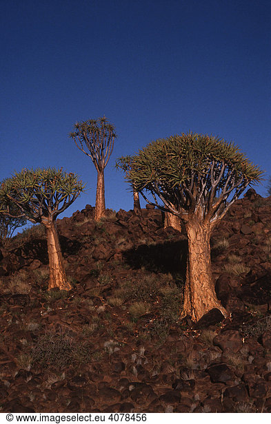 Köcherbaum (Aloe dichotoma),  Köcherbaumwald Farm Gariganus,  Keetmanshoop,  Namibia,  Afrika