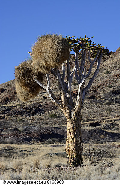 Köcherbaum (Aloe dichotoma), mit Nestern der Siedelweber (Philetairus socius)