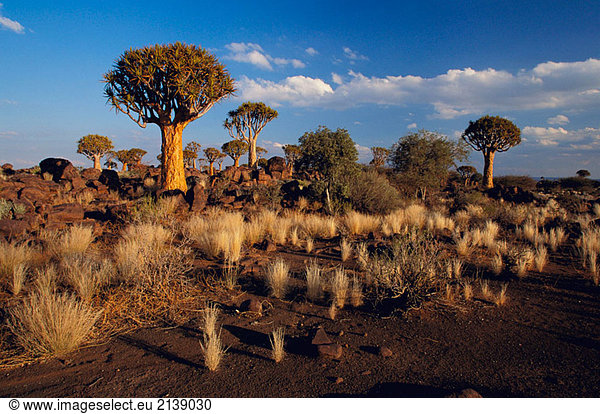 Köcherbaum (Aloe Dichotoma),  Namib Desert rock. Keetmanshoop,  Namibia