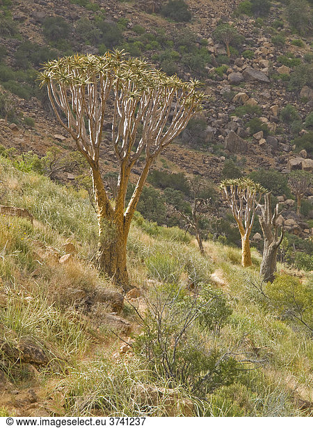 Köcherbaum (Aloe dichotoma),  Naukluft-Berge,  Namibia,  Afrika