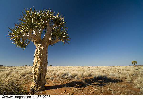 Köcherbaum (Aloe dichotoma),  Nordkap,  Südafrika,  Afrika