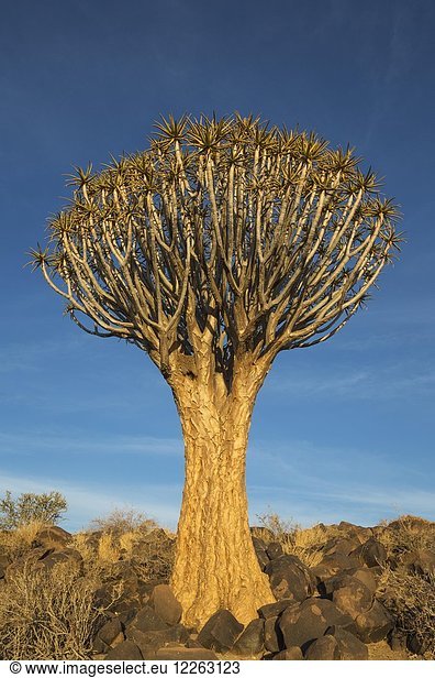 Köcherbaum (Aloe dichotoma) bei Keetmanshoop, Namibia, Afrika