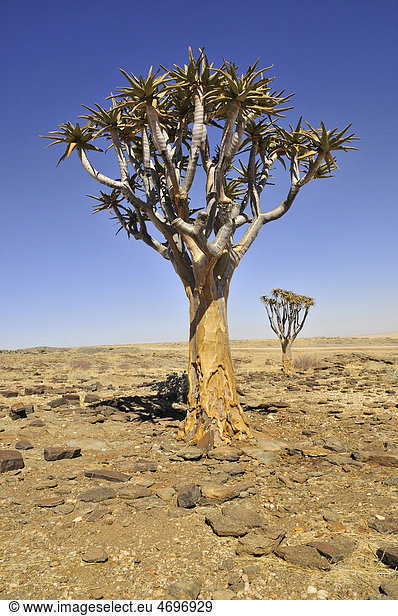 Köcherbaum (Aloe dichotoma) in der Namib-Wüste nahe dem Kuiseb Canyon,  Namibia,  Afrika