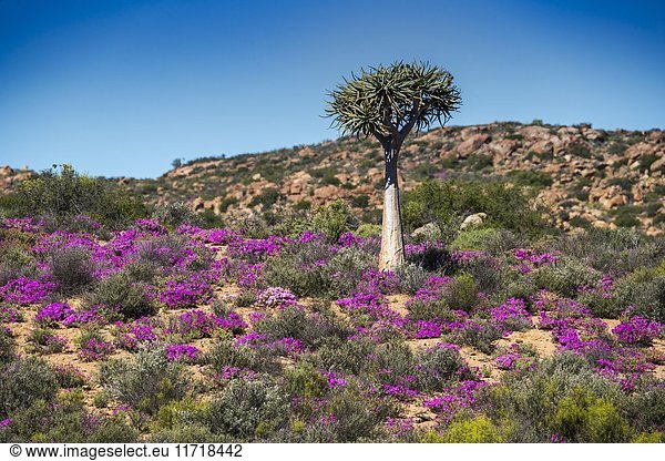 Köcherbaum (Aloe dichotoma) mit lila und rosa Blüten,  Mittagsblume (Drosanthemum hispidum),  Namaqualand,  Nordkap,  Südafrika,  Afrika
