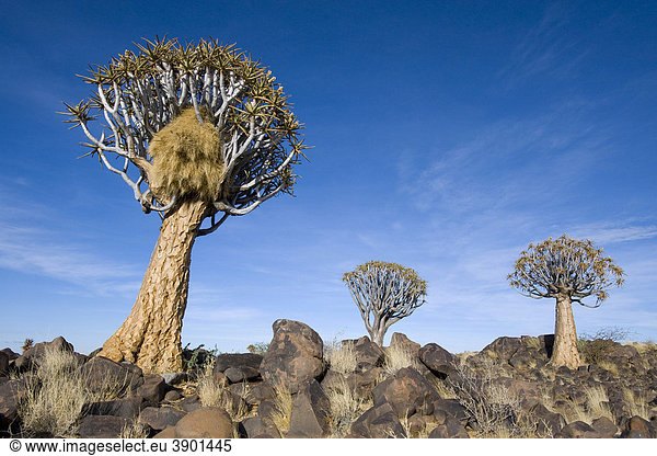 Köcherbaum (Aloe dichotoma) mit Webervogelnestern (Philetairus socius) bei Keetmanshoop in Namibia,  Afrika