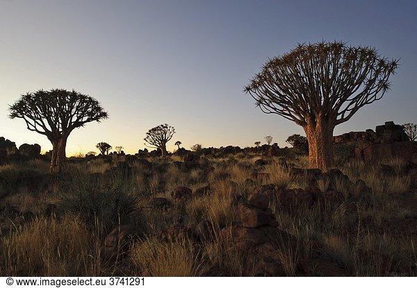 Köcherbaum (Aloe dichotoma) nach Sonnenuntergang im Köcherbaumwald beim Garas Camp bei Keetmanshoop,  Namibia,  Afrika