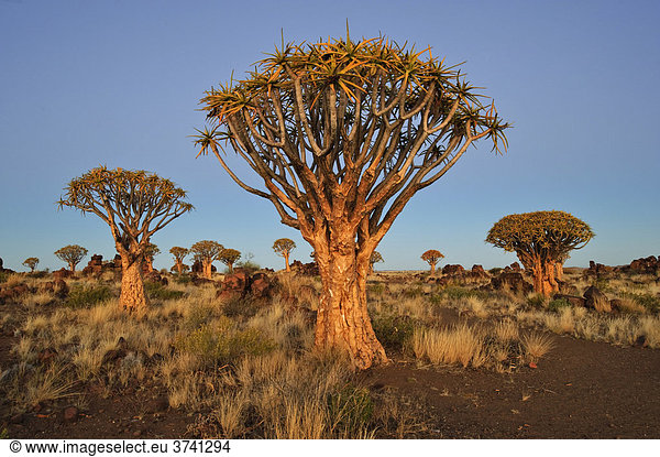 Köcherbaum (Aloe dichotoma) nach Sonnenuntergang im Köcherbaumwald beim Garas Camp bei Keetmanshoop,  Namibia,  Afrika