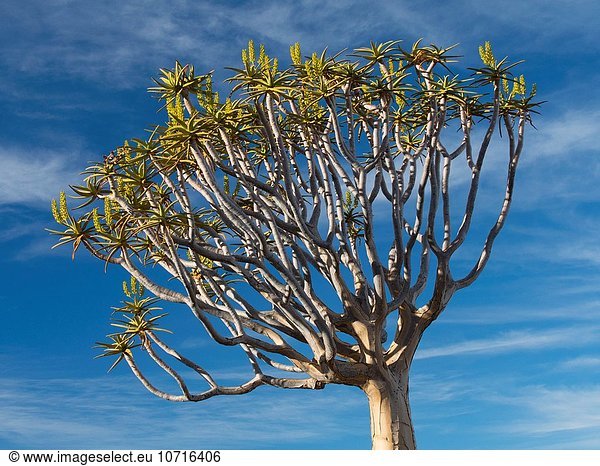 Köcherbaum, Aloe Dichotoma, Namibia, Keetmanshoop