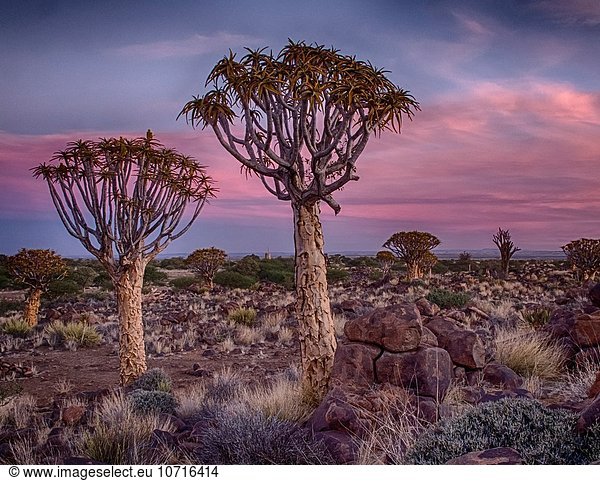 Köcherbaum, Aloe Dichotoma, Namibia, Keetmanshoop