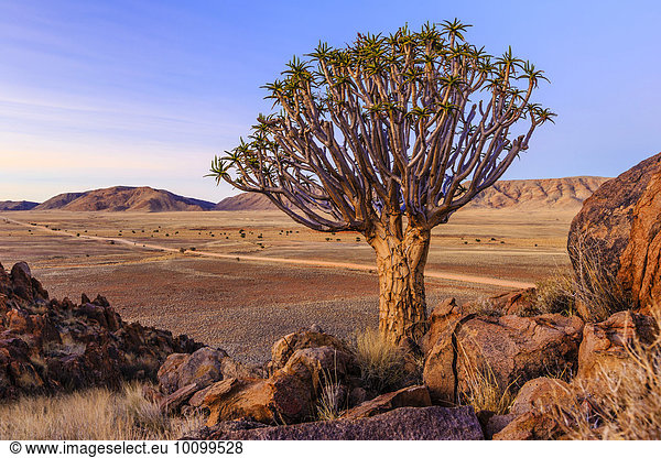 Köcherbaum (Aloe dichotoma) vor dem Rooirand Gebirge,  Tirasberge,  Namibia,  Afrika