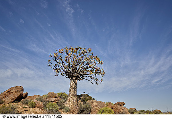 Köcherbaum (Kokerboom) (Aloe dichotoma),  Namakwa,  Namaqualand,  Südafrika,  Afrika