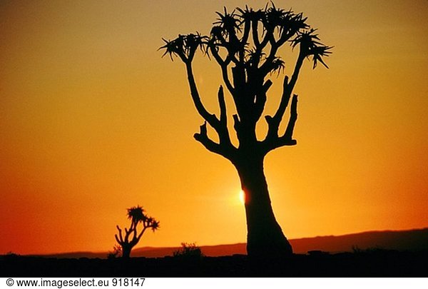 Köcherbaum (Aloe Dichotoma)