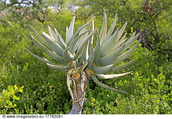Köcherbaum (Aloe dichotoma)