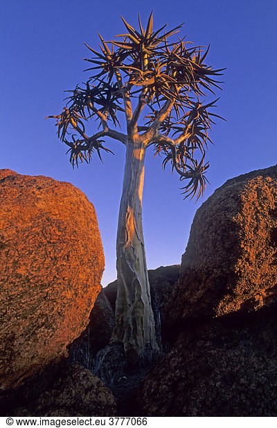 Köcherbaum (Aloe dichotoma) Abendsonne  Namibia  Afrika