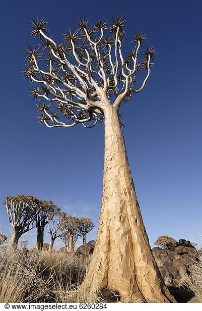 Köcherbaum  Aloe Dichotoma  Afrika  Keetmanshoop