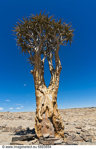 Köcherbaum  Aloe Dichotoma  Aloe Aloe Vera  Baum  Namibia  Namib  Afrika