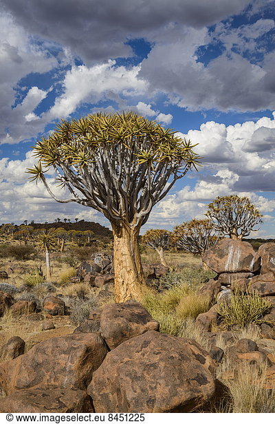 Köcherbaum  Aloe Dichotoma  Aloe Aloe Vera  Baum  Wald  Namibia  Afrika  Keetmanshoop