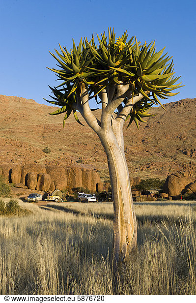 Köcherbaum (Aloe dichotoma) an einem Zeltplatz auf der Farm Koiimasis in den Tiras-Bergen  Namibia  Afrika