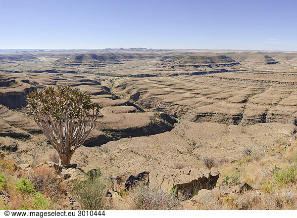 Köcherbaum (Aloe dichotoma) auf der großen Canyon-Rundwanderung auf dem Gebiet der Zebra River Lodge Namibia Afrika