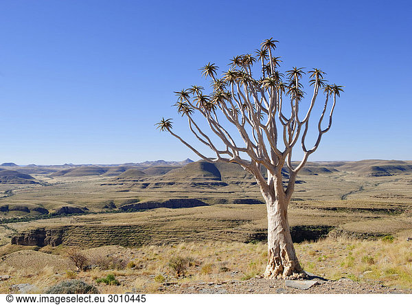 Köcherbaum (Aloe dichotoma) auf der großen Canyon-Rundwanderung auf dem Gebiet der Zebra River Lodge Namibia Afrika