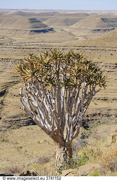 Köcherbaum (Aloe dichotoma) auf der großen Canyon-Rundwanderung auf dem Gebiet der Zebra River Lodge  Namibia  Afrika