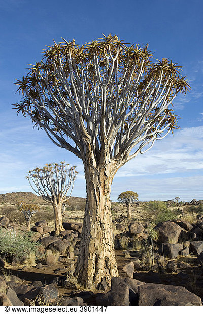 Köcherbaum (Aloe dichotoma) bei Keetmanshoop in Namibia  Afrika
